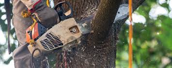 Longboat Key, FL Tree Care Services Company