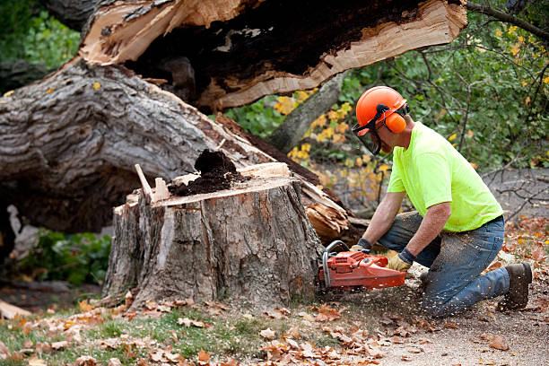 How Our Tree Care Process Works  in  Longboat Key, FL